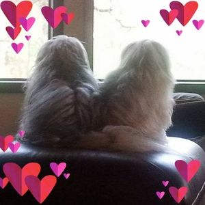 Meet your Posher, Teri